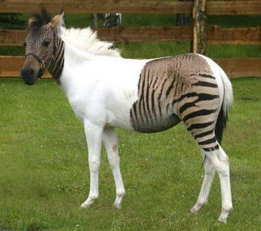 zebra